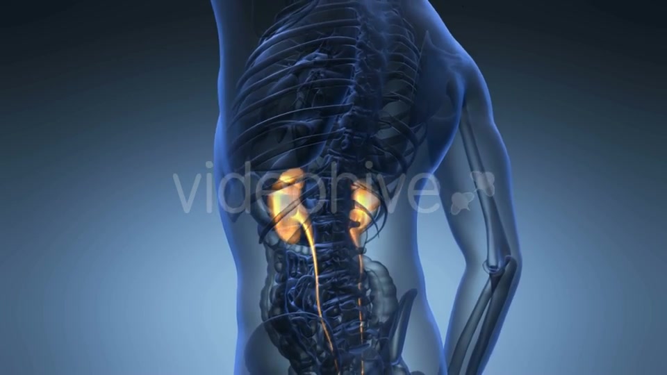 Anatomy Scan of Human Kidneys Videohive 21225476 Motion Graphics Image 4