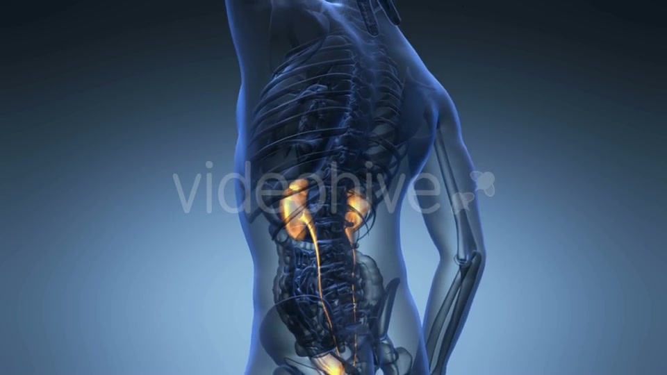 Anatomy Scan of Human Kidneys Videohive 21225476 Motion Graphics Image 5
