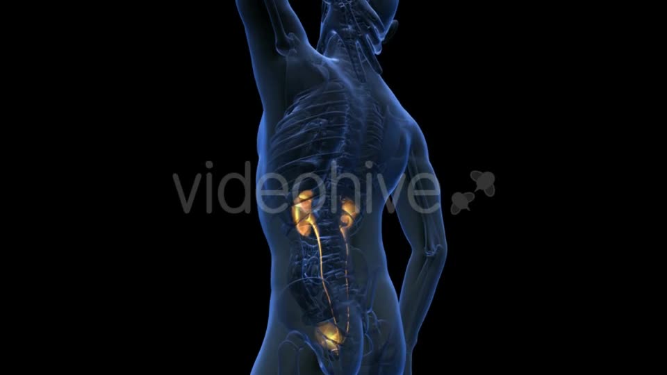 Anatomy Scan Of Human Kidneys Videohive 18483308 Motion Graphics Image 1