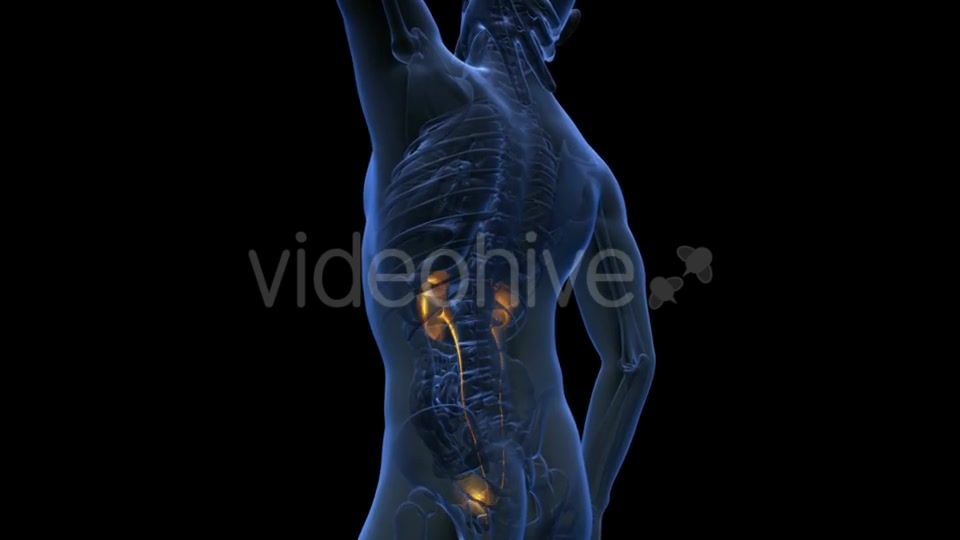 Anatomy Scan Of Human Kidneys Videohive 18483308 Motion Graphics Image 2
