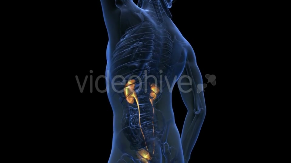 Anatomy Scan Of Human Kidneys Videohive 18483308 Motion Graphics Image 3