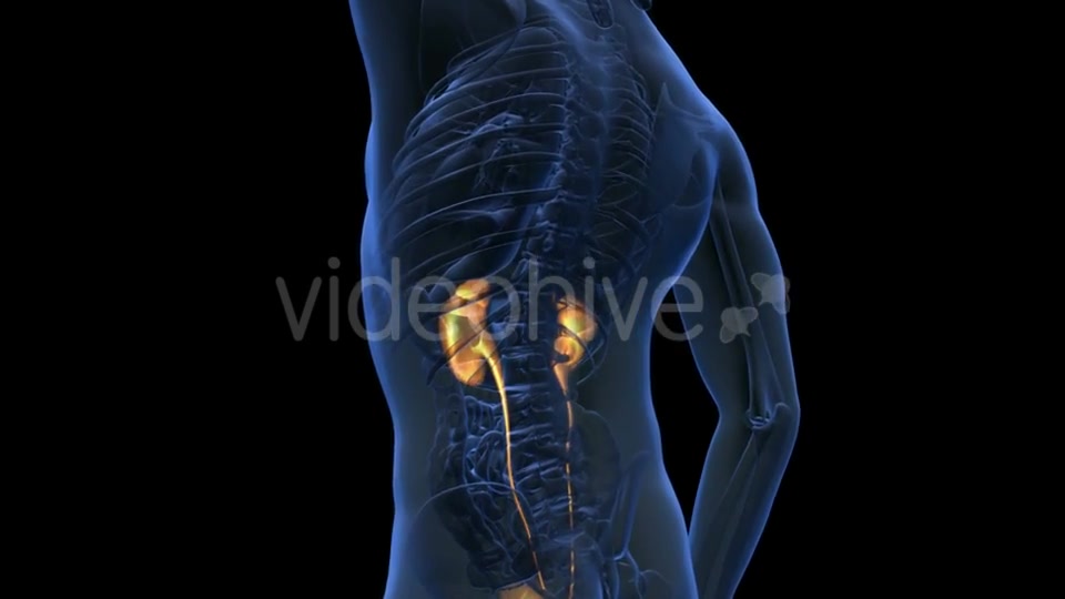 Anatomy Scan Of Human Kidneys Videohive 18483308 Motion Graphics Image 4