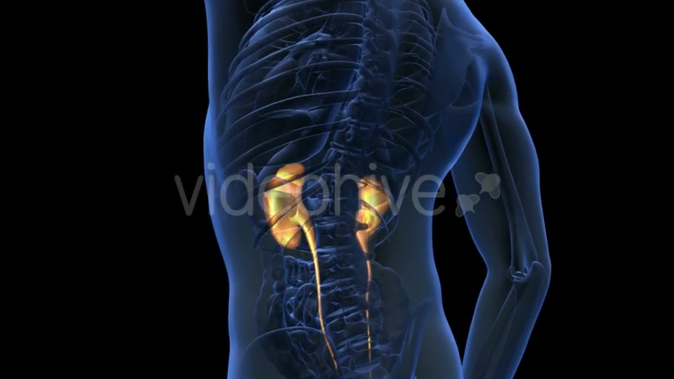 Anatomy Scan Of Human Kidneys Videohive 18483308 Motion Graphics Image 5
