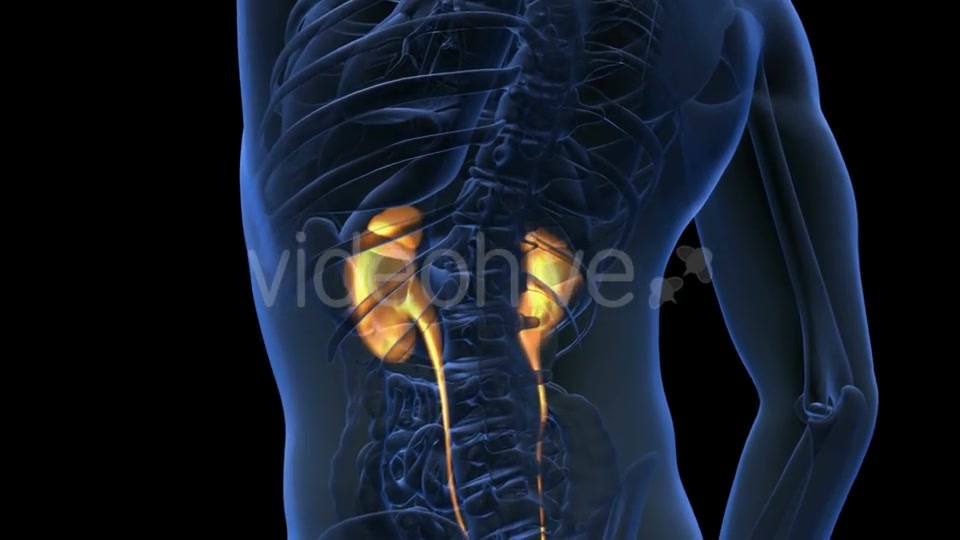 Anatomy Scan Of Human Kidneys Videohive 18483308 Motion Graphics Image 6