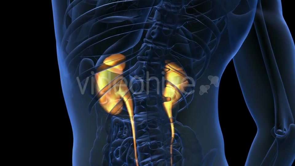 Anatomy Scan Of Human Kidneys Videohive 18483308 Motion Graphics Image 7