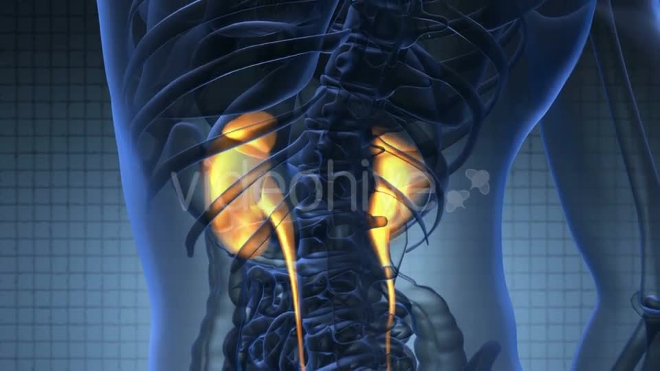 Anatomy Scan Of Human Kidneys Videohive 18483320 Motion Graphics Image 1