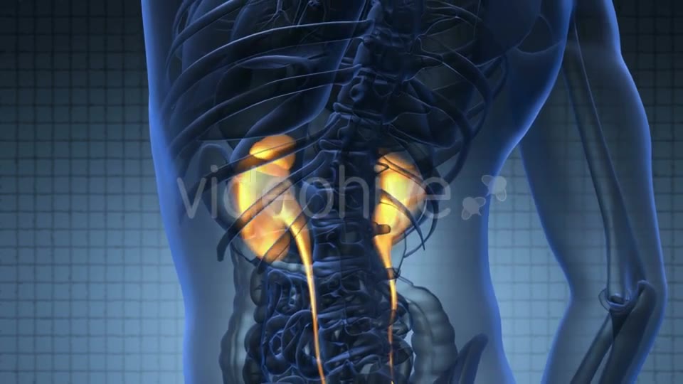 Anatomy Scan Of Human Kidneys Videohive 18483320 Motion Graphics Image 2