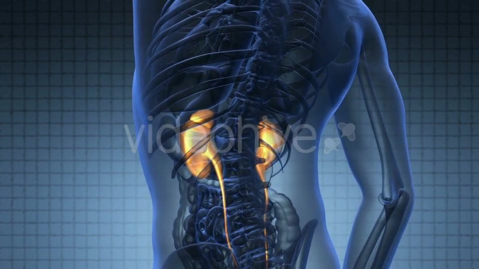 Anatomy Scan Of Human Kidneys Videohive 18483320 Motion Graphics Image 3