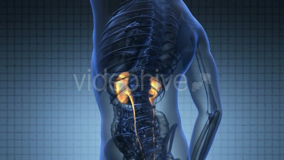 Anatomy Scan Of Human Kidneys Videohive 18483320 Motion Graphics Image 4