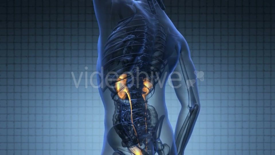 Anatomy Scan Of Human Kidneys Videohive 18483320 Motion Graphics Image 5