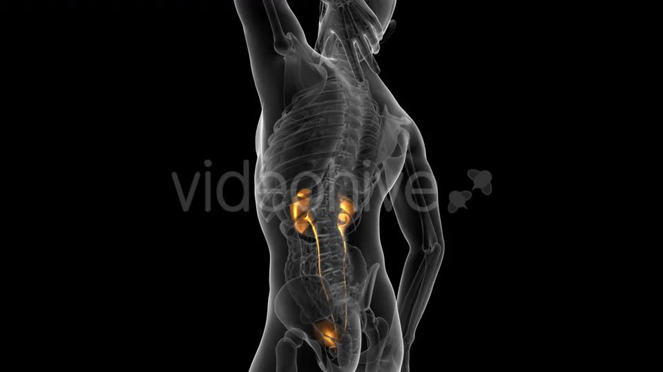 Anatomy Scan of Human Kidneys Videohive 19647496 Motion Graphics Image 1