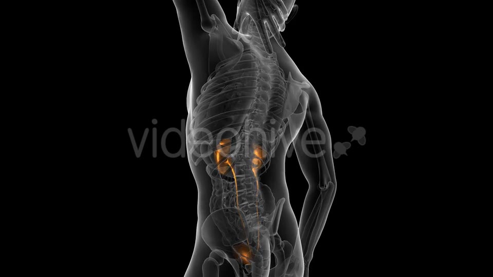 Anatomy Scan of Human Kidneys Videohive 19647496 Motion Graphics Image 2