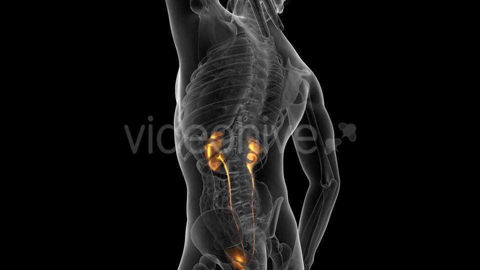 Anatomy Scan of Human Kidneys Videohive 19647496 Motion Graphics Image 3