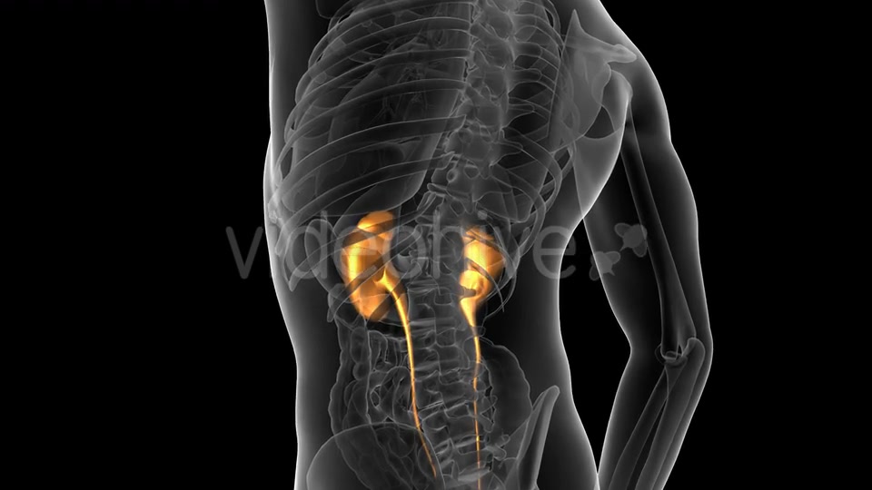 Anatomy Scan of Human Kidneys Videohive 19647496 Motion Graphics Image 5