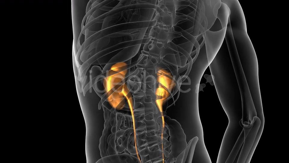 Anatomy Scan of Human Kidneys Videohive 19647496 Motion Graphics Image 6