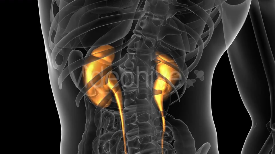 Anatomy Scan of Human Kidneys Videohive 19647496 Motion Graphics Image 8