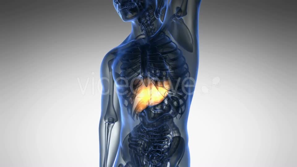 Anatomy Scan of Human Liver Videohive 19011717 Motion Graphics Image 1