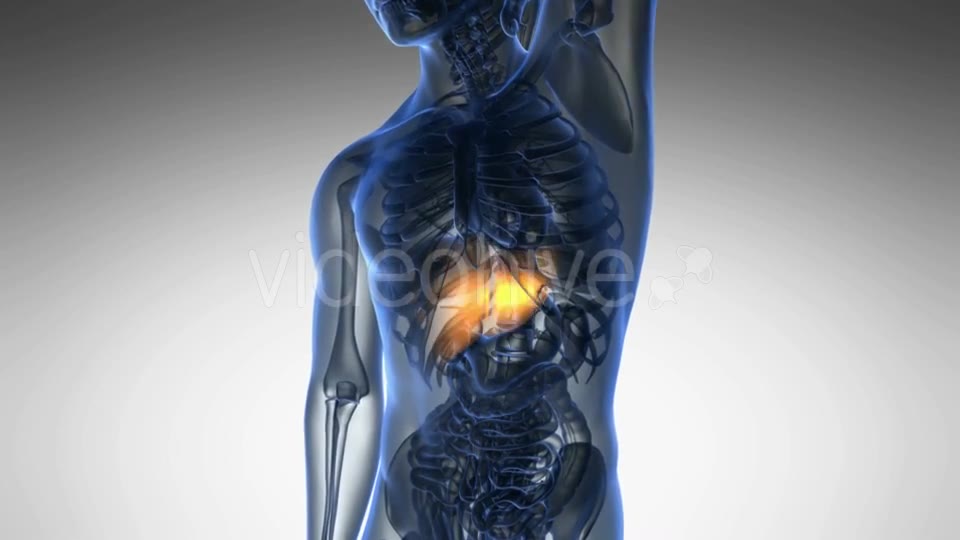 Anatomy Scan of Human Liver Videohive 19011717 Motion Graphics Image 2