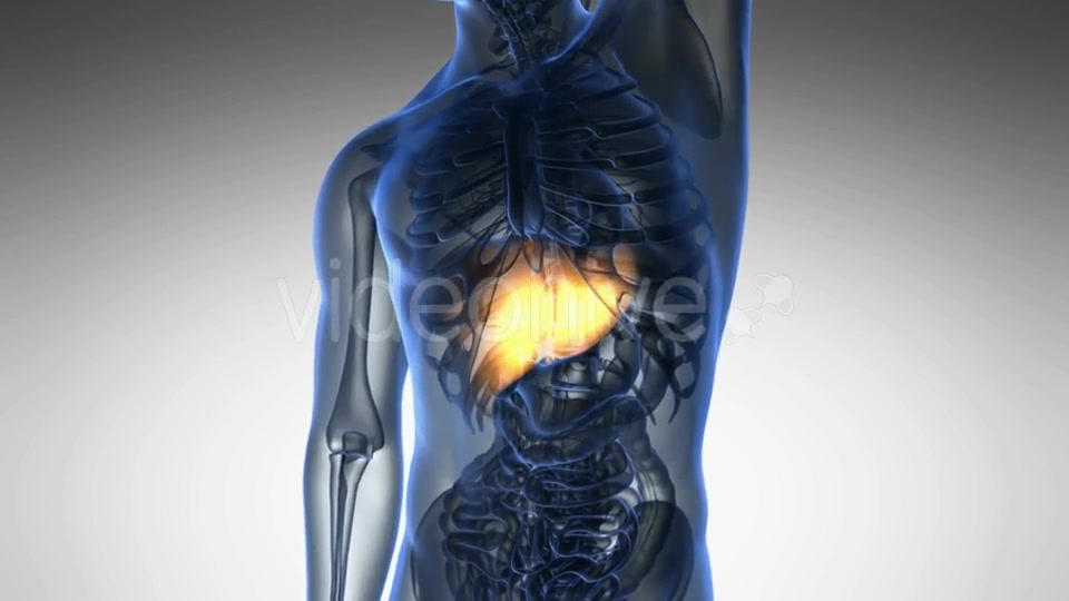 Anatomy Scan of Human Liver Videohive 19011717 Motion Graphics Image 3