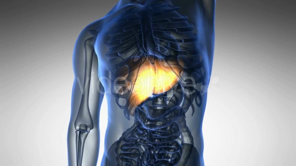 Anatomy Scan of Human Liver Videohive 19011717 Motion Graphics Image 4
