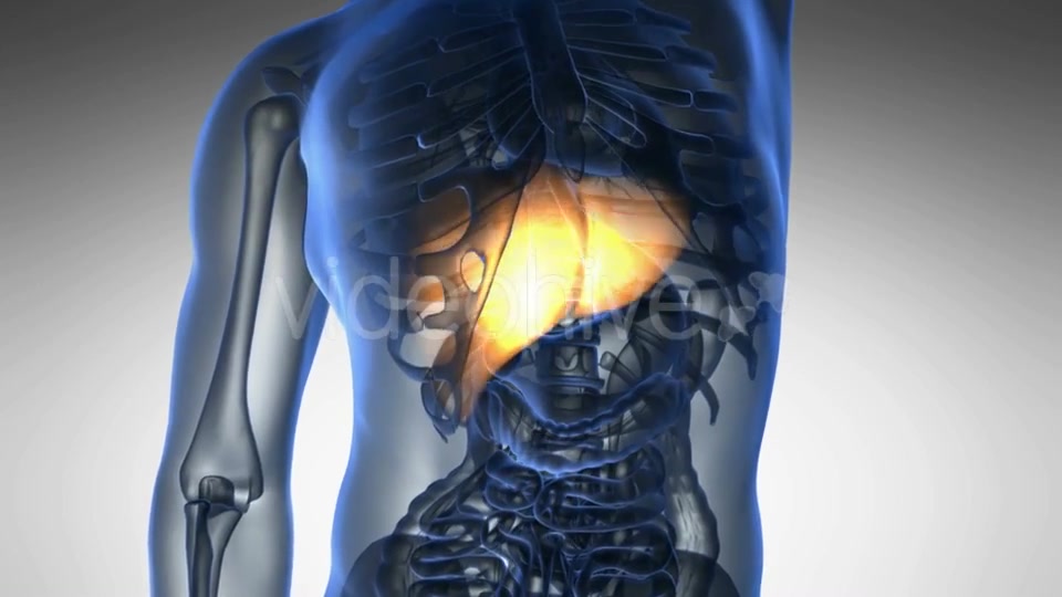 Anatomy Scan of Human Liver Videohive 19011717 Motion Graphics Image 5