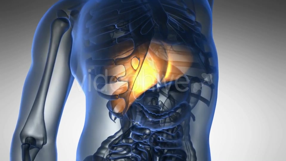 Anatomy Scan of Human Liver Videohive 19011717 Motion Graphics Image 6