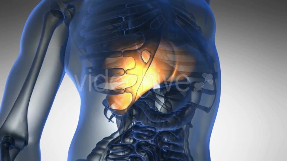 Anatomy Scan of Human Liver Videohive 19011717 Motion Graphics Image 7