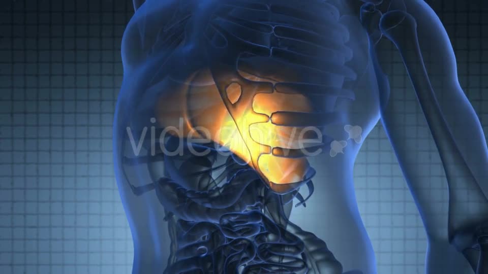 Anatomy Scan of Human Liver Videohive 20945449 Motion Graphics Image 1