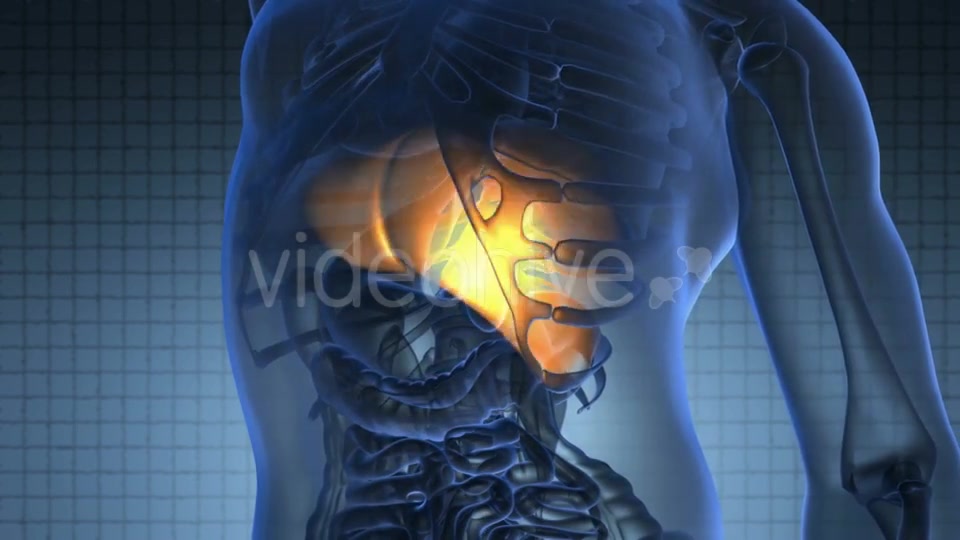 Anatomy Scan of Human Liver Videohive 20945449 Motion Graphics Image 2