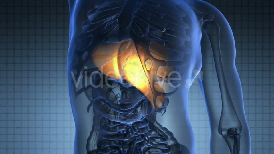 Anatomy Scan of Human Liver Videohive 20945449 Motion Graphics Image 3