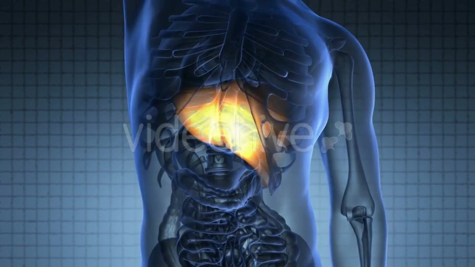 Anatomy Scan of Human Liver Videohive 20945449 Motion Graphics Image 4