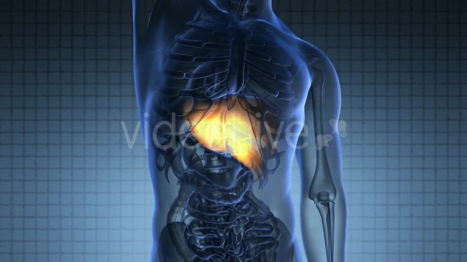Anatomy Scan of Human Liver Videohive 20945449 Motion Graphics Image 5