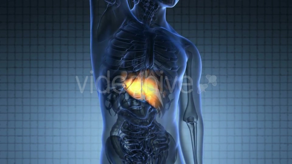 Anatomy Scan of Human Liver Videohive 20945449 Motion Graphics Image 6