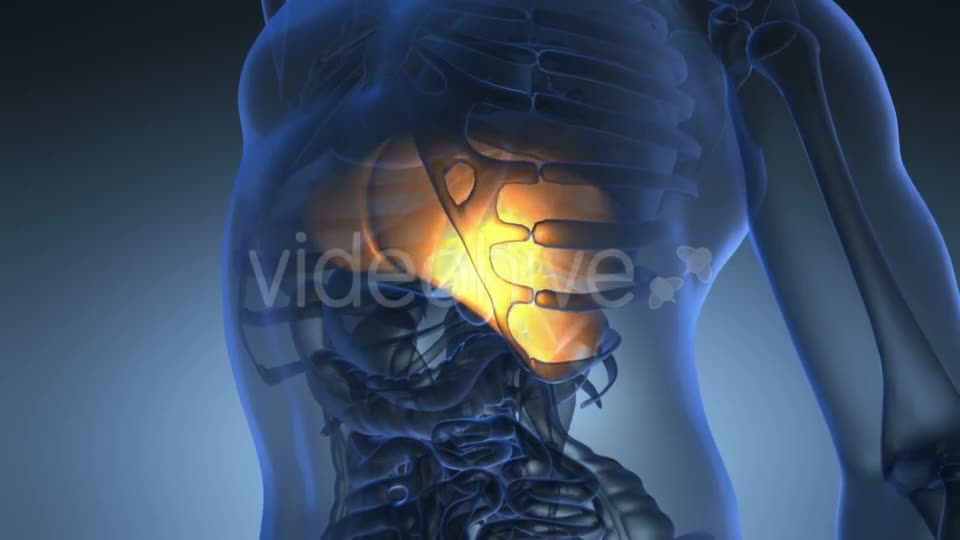 Anatomy Scan of Human Liver Videohive 20777935 Motion Graphics Image 1