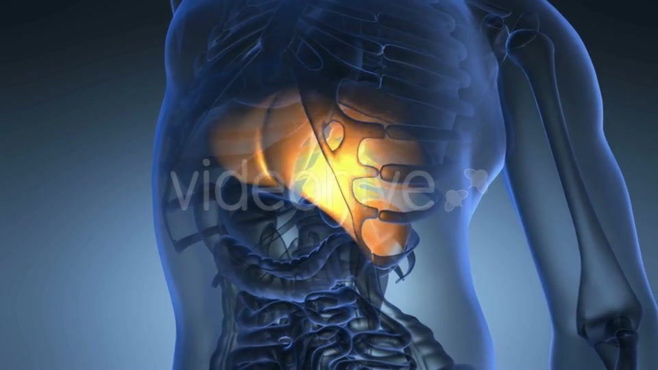 Anatomy Scan of Human Liver Videohive 20777935 Motion Graphics Image 2
