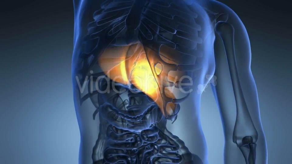 Anatomy Scan of Human Liver Videohive 20777935 Motion Graphics Image 3