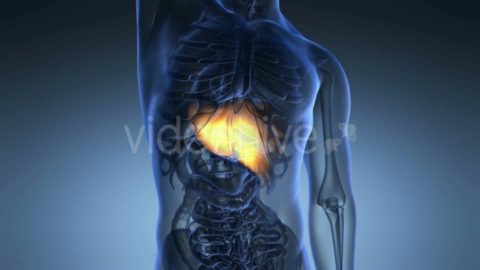 Anatomy Scan of Human Liver Videohive 20777935 Motion Graphics Image 5