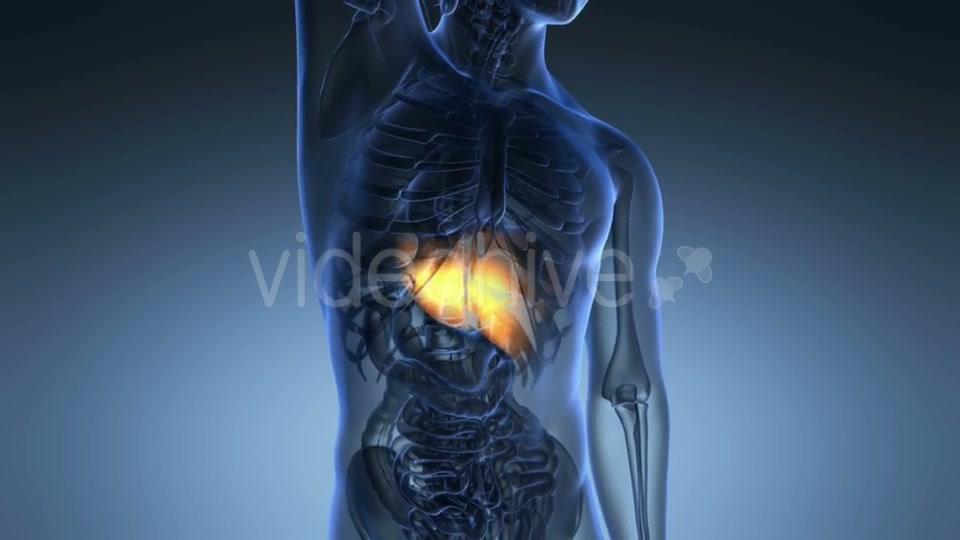 Anatomy Scan of Human Liver Videohive 20777935 Motion Graphics Image 6