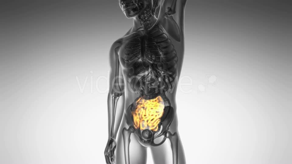 Anatomy Scan of Human Small Intestine Videohive 19109614 Motion Graphics Image 1