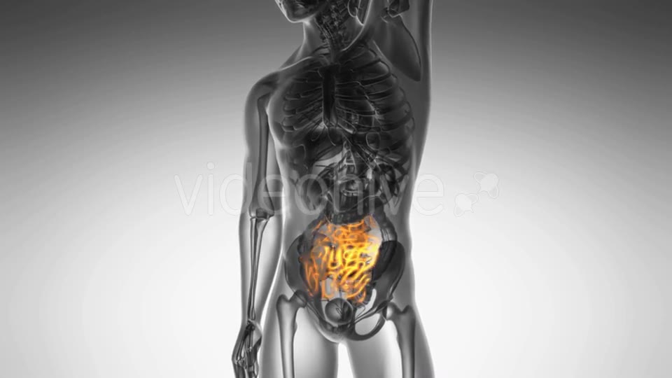 Anatomy Scan of Human Small Intestine Videohive 19109614 Motion Graphics Image 2