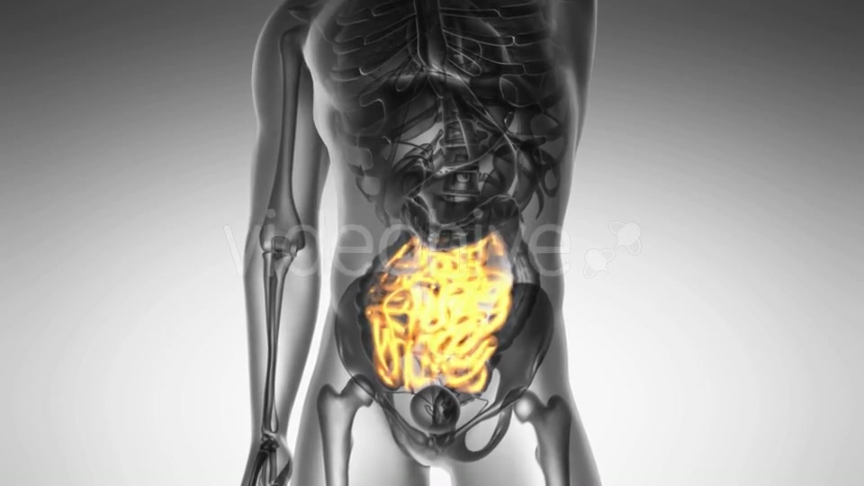Anatomy Scan of Human Small Intestine Videohive 19109614 Motion Graphics Image 4