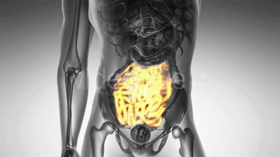 Anatomy Scan of Human Small Intestine Videohive 19109614 Motion Graphics Image 5