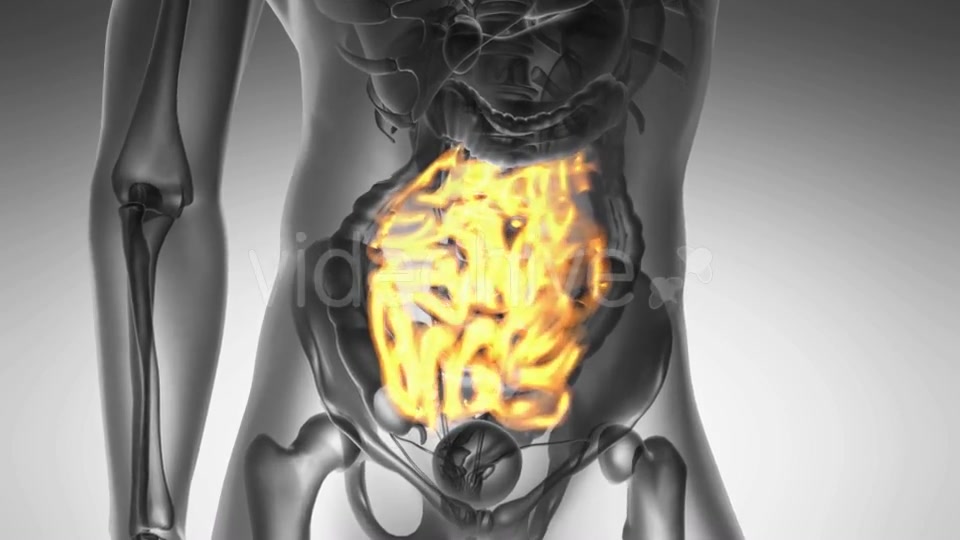 Anatomy Scan of Human Small Intestine Videohive 19109614 Motion Graphics Image 6