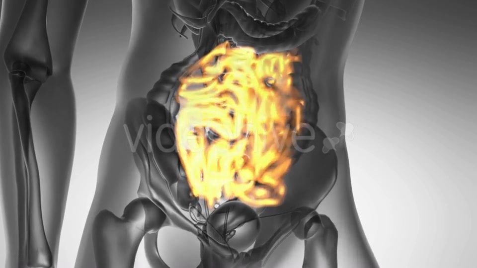Anatomy Scan of Human Small Intestine Videohive 19109614 Motion Graphics Image 7
