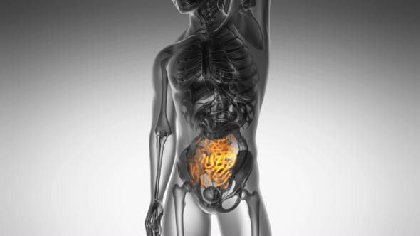 Anatomy Scan of Human Small Intestine - 19109614 Videohive Download