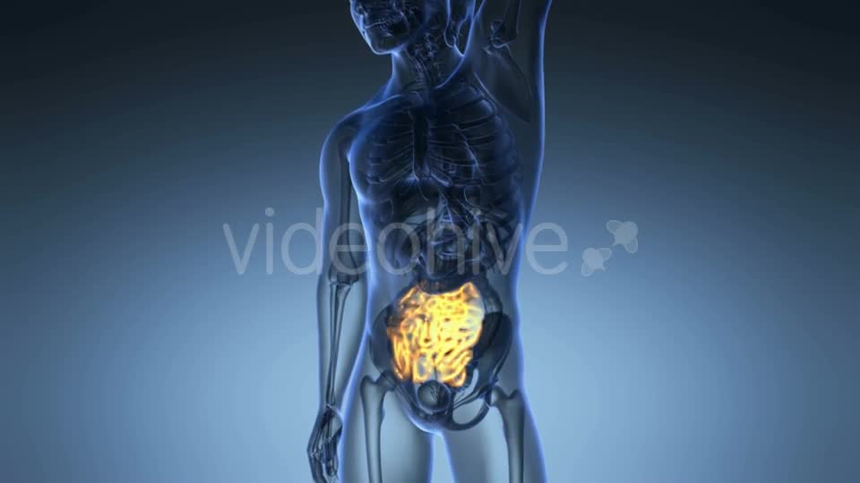 Anatomy Scan of Human Small Intestine Videohive 20567268 Motion Graphics Image 1