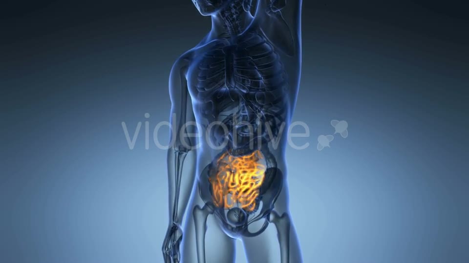 Anatomy Scan of Human Small Intestine Videohive 20567268 Motion Graphics Image 2