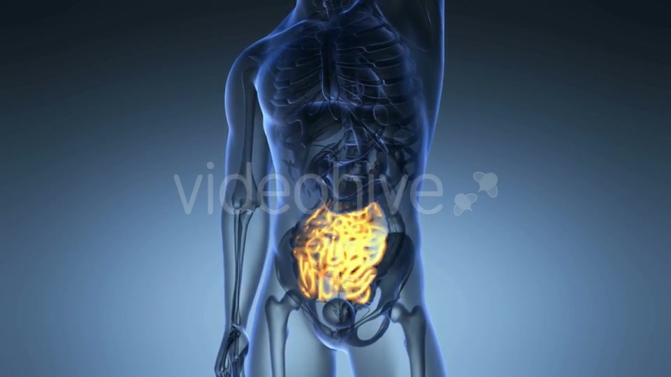 Anatomy Scan of Human Small Intestine Videohive 20567268 Motion Graphics Image 3