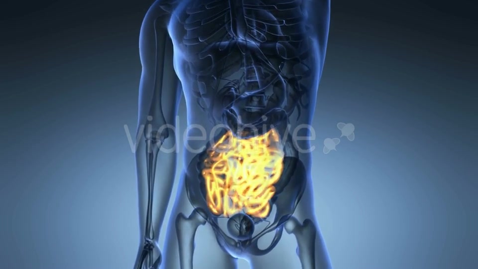 Anatomy Scan of Human Small Intestine Videohive 20567268 Motion Graphics Image 4