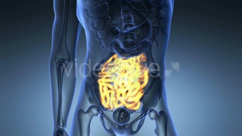 Anatomy Scan of Human Small Intestine Videohive 20567268 Motion Graphics Image 5
